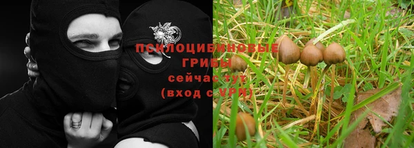 прущие грибы Нягань